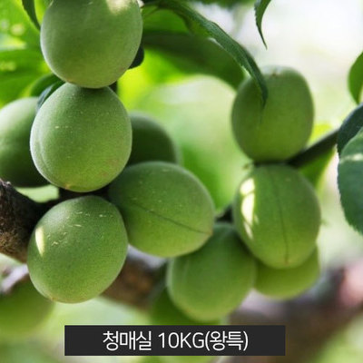 [월매원]  선물용 친환경 농법 무농약 광양 청매실 상품 10kg [마감]
